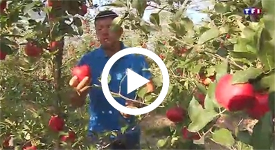 Organic Pink Lady Apple Trio, 3 count, From Our Farmers